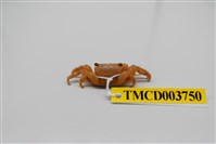 藏品(褶痕厚紋蟹)的圖片